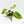Philodendron 'Burle Marx Snow’ (wk38-L160)