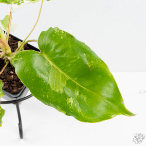 Philodendron 'Burle Marx Snow’ (wk38-L160)