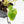 Philodendron 'Burle Marx Snow’ (wk38-L160)
