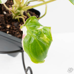 Philodendron 'Burle Marx Snow’ (wk38-L160)