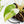Philodendron 'Burle Marx Snow’ (wk38-L160)