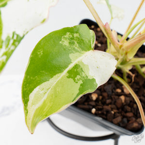 Philodendron 'Burle Marx Snow’ (wk38-L160)