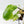 Philodendron 'Burle Marx Snow’ (wk38-L160)