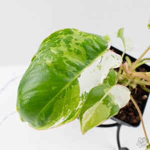 Philodendron 'Burle Marx Snow’ (wk38-L160)