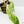 Philodendron 'Burle Marx Snow’ (wk38-L160)