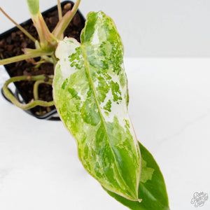 Philodendron 'Burle Marx Snow’ (wk38-L160)