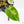 Philodendron 'Burle Marx Snow’ (wk38-L160)