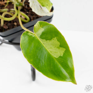 Philodendron 'Burle Marx Snow’ (wk38-L160)