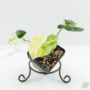 Philodendron 'Burle Marx Snow' (wk16-O) – Rare Plant Fairy