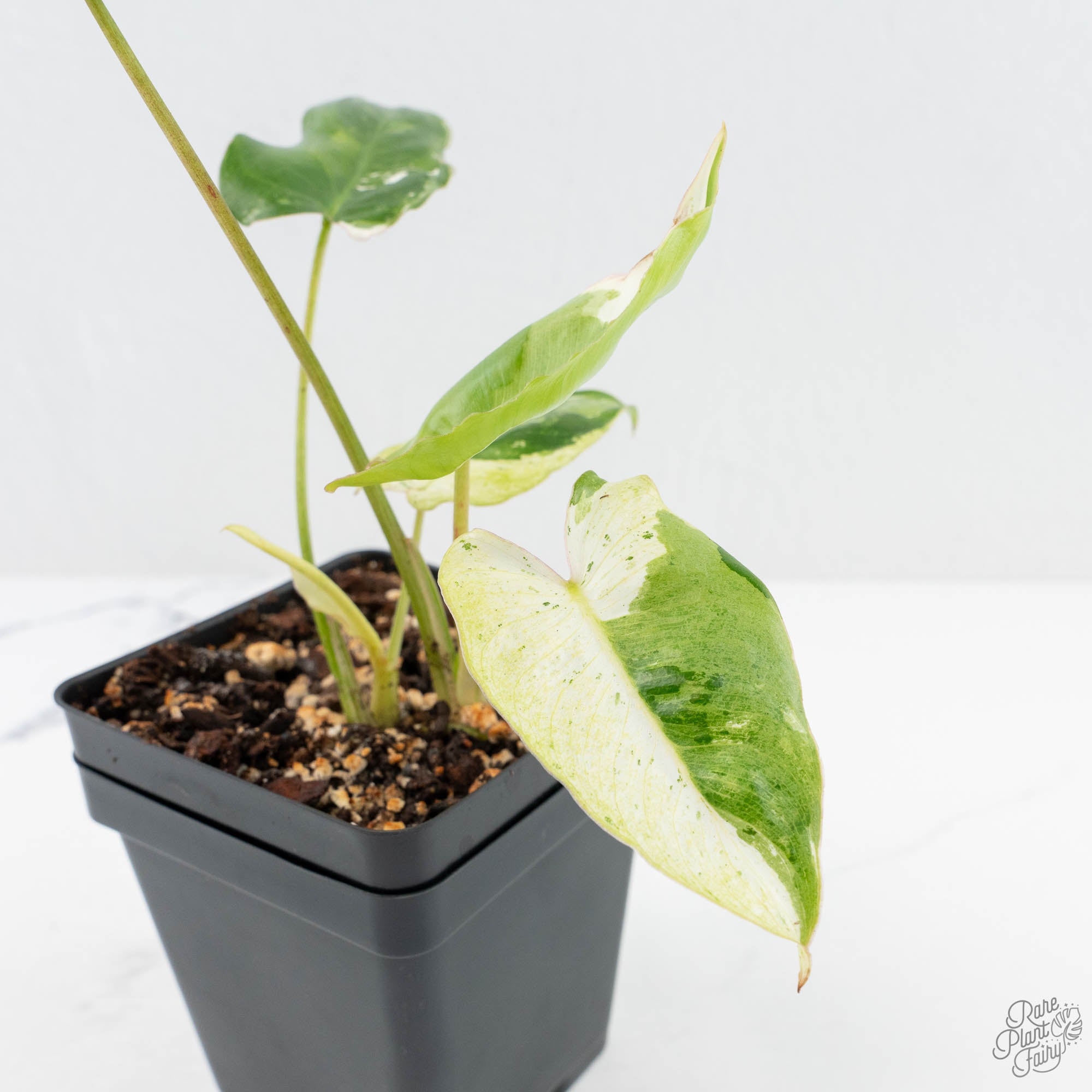 6 burle marx philodendron Philodendron 'Burle Marx Snow’ (wk19-L)