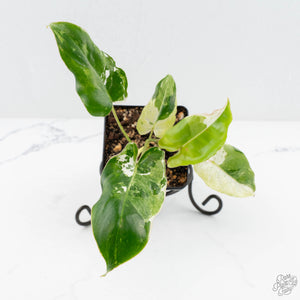 Philodendron 'Burle Marx Snow’ (wk19-L)