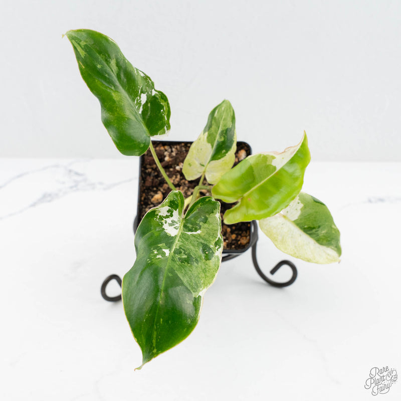 Philodendron 'Burle Marx Snow’ (wk19-L)