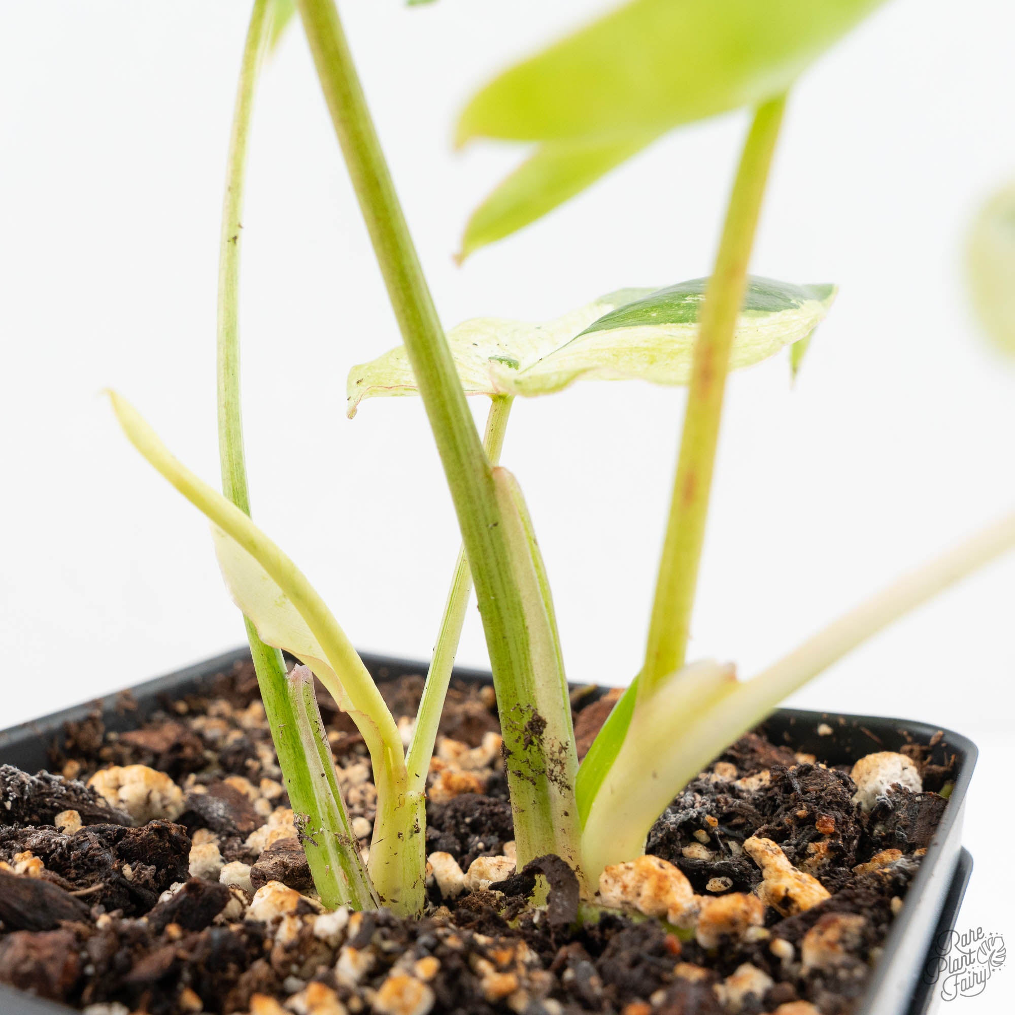 burle marx philodendron soil Philodendron 'Burle Marx Snow’ (wk19-L)