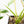 Philodendron 'Burle Marx Snow’ (wk23-E)