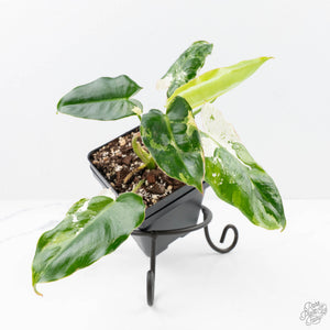 Philodendron 'Burle Marx Snow’ (wk23-E)
