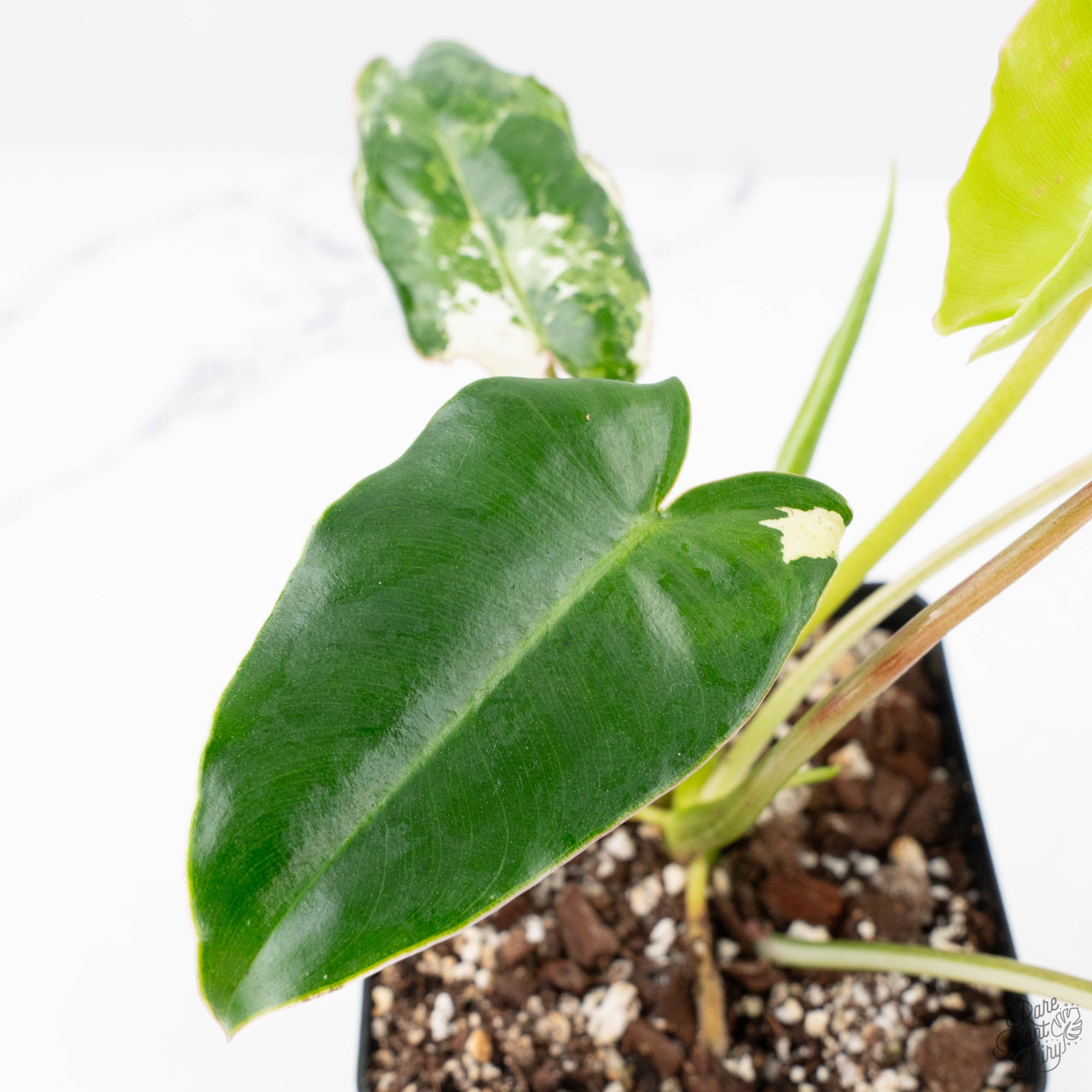 burle marx philodendron soil Philodendron 'Burle Marx Snow' (wk23-E) – Rare Plant Fairy
