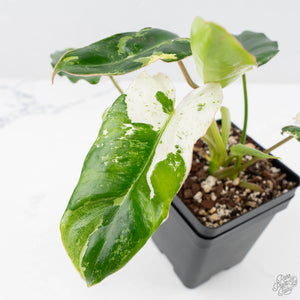 is philodendron burle marx rare Philodendron 'Burle Marx Snow' (wk23-E) – Rare Plant Fairy