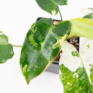 Philodendron 'Burle Marx Snow’ (wk23-E)