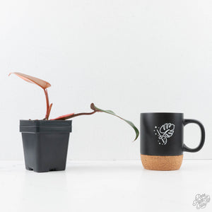 Philodendron 'Dark Lord' Pink Variegated (wk29-UE)
