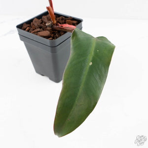 Philodendron 'Dark Lord' Pink Variegated (wk29-UE)