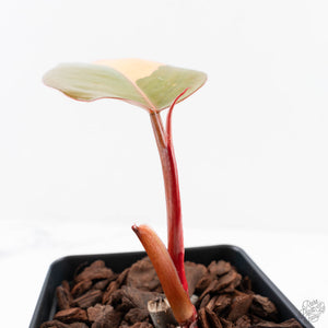 Philodendron 'Dark Lord' Pink Variegated (wk29-UE)
