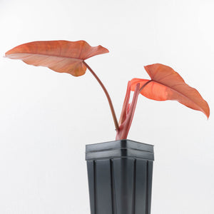 Philodendron 'Dark Lord' Pink Variegated (wk32-UC)