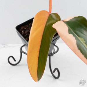 Philodendron 'Dark Lord' Pink Variegated (wk40-U19)