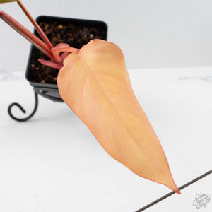 Philodendron 'Dark Lord' Pink Variegated (wk40-U19)