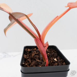 Philodendron 'Dark Lord' Pink Variegated (wk40-U19)