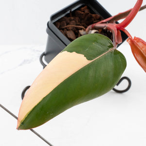 Philodendron 'Dark Lord' Pink Variegated (wk36-U65)