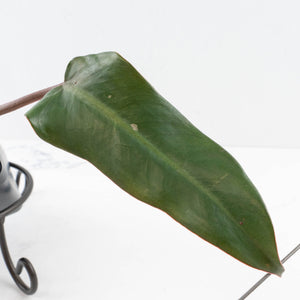 Philodendron 'Dark Lord' Pink Variegated (wk36-U65)