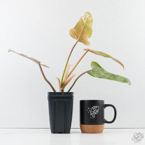 Philodendron Domesticum Marble Variegated (wk39-L294)