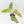 Philodendron Domesticum Marble Variegated (wk39-L294)