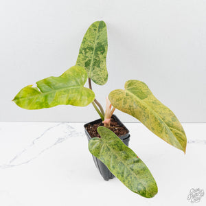 Philodendron Domesticum Marble Variegated (wk39-L294)