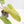Philodendron Domesticum Marble Variegated (wk39-L294)