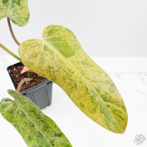 Philodendron Domesticum Marble Variegated (wk39-L294)