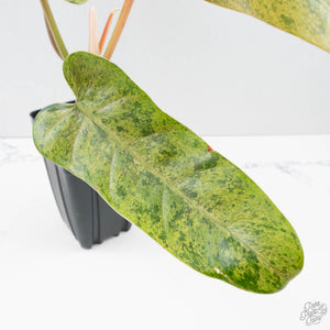 Philodendron Domesticum Marble Variegated (wk39-L294)