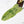 Philodendron Domesticum Marble Variegated (wk39-L294)