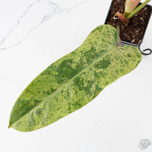 Philodendron Domesticum Marble Variegated (wk39-L294)