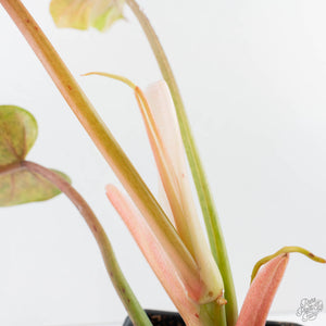 Philodendron Domesticum Marble Variegated (wk39-L294)