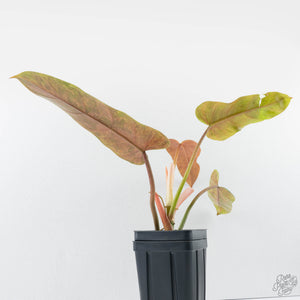 Philodendron Domesticum Marble Variegated (wk39-L294)