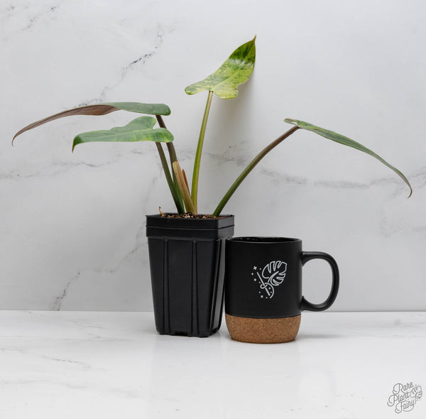 Philodendron Domesticum Marble Variegated (wk10-H)