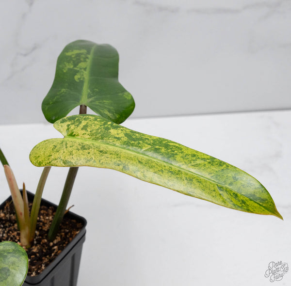 Philodendron Domesticum Marble Variegated (wk10-H)