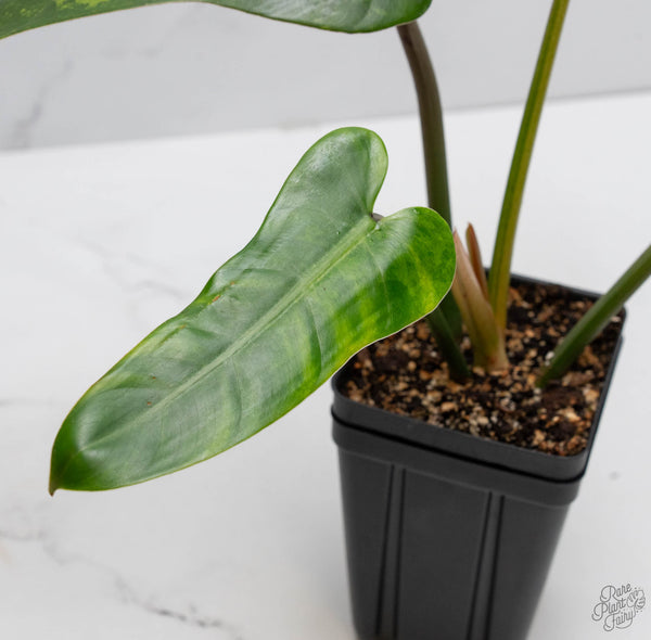 Philodendron Domesticum Marble Variegated (wk10-H)