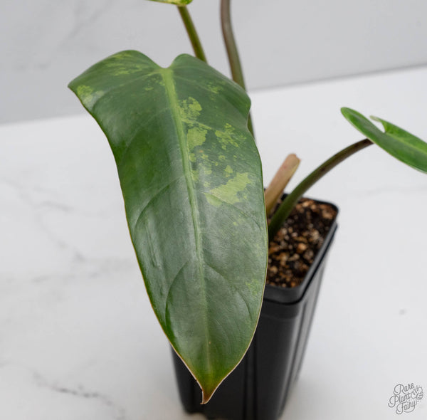 Philodendron Domesticum Marble Variegated (wk10-H)