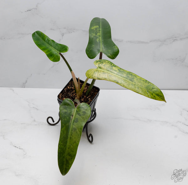 Philodendron Domesticum Marble Variegated (wk10-H)