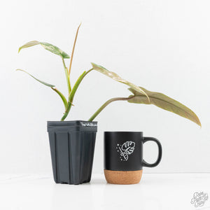 Philodendron Domesticum Marble Variegated (wk25-C)