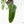 Philodendron Domesticum Marble Variegated (wk25-C)