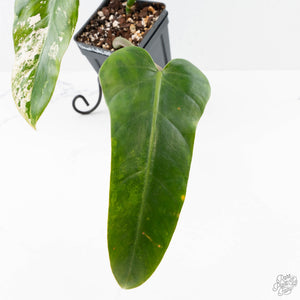 Philodendron Domesticum Marble Variegated (wk25-C)