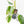 Philodendron Domesticum Marble Variegated (wk25-C)